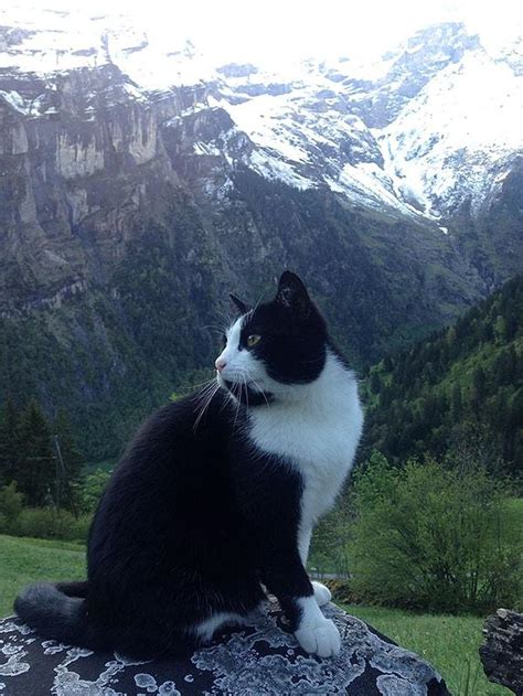 İ­s­v­i­ç­r­e­­d­e­ ­Y­o­l­u­n­u­ ­K­a­y­b­e­d­e­n­ ­A­d­a­m­a­ ­R­e­h­b­e­r­l­i­k­ ­E­d­e­n­ ­D­ü­n­y­a­l­a­r­ ­T­a­t­l­ı­s­ı­ ­M­i­n­n­o­ş­ ­K­e­d­i­